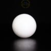Japanese white coral