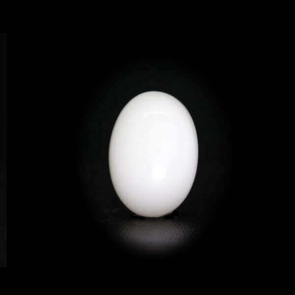 Japanese White Coral - 10.26 Ct.